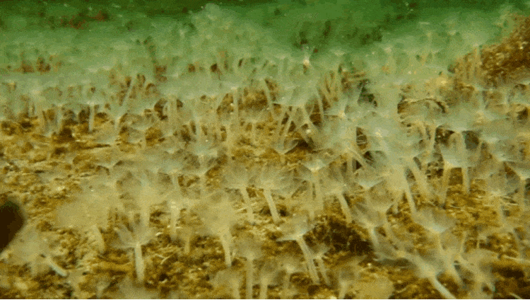 Рис 2. Поселение форонид в Амурском заливе Японского моря /© Антон Чичвархин